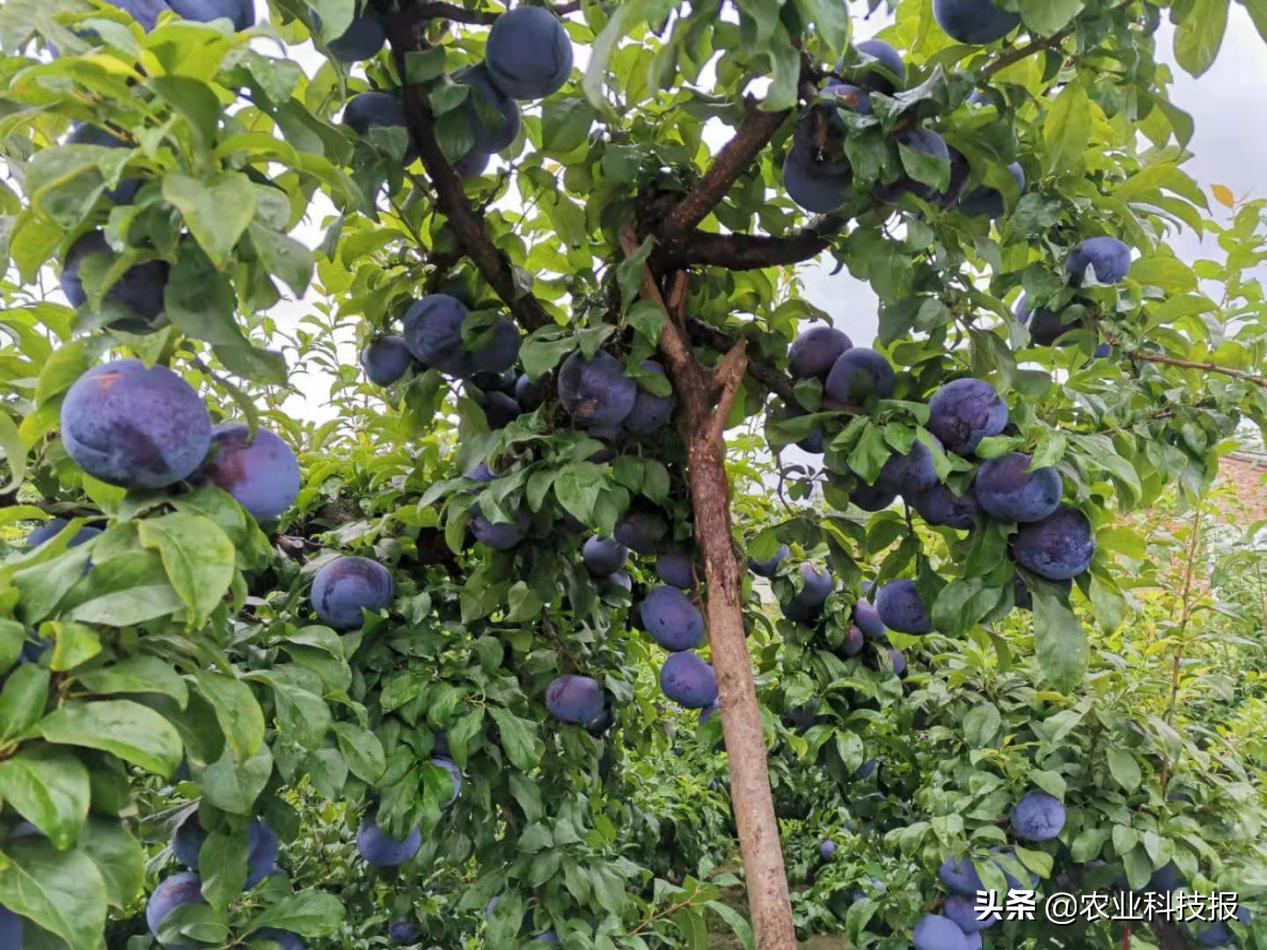 陕西周至300万斤黑布林李子盼客商