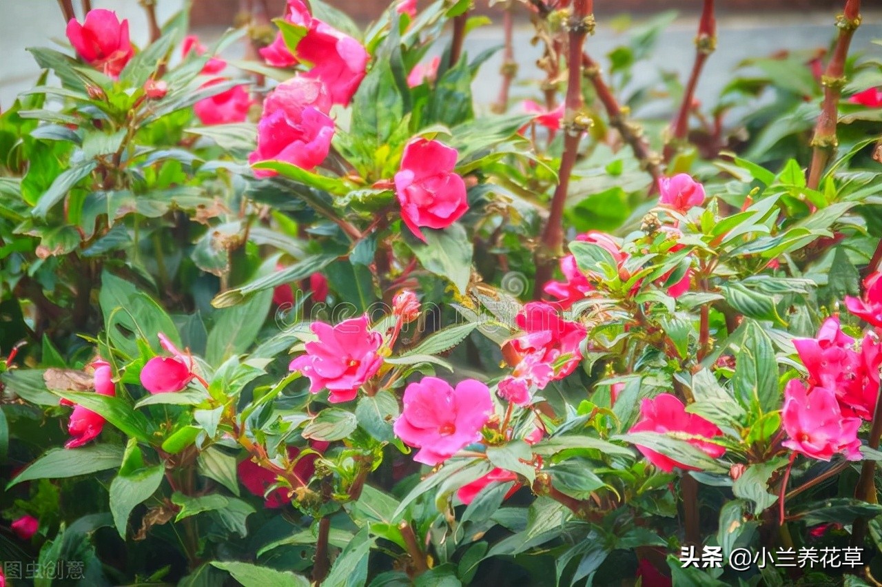 凤仙花种子传播方式揭秘：从指甲花到自然繁衍的奇妙旅程