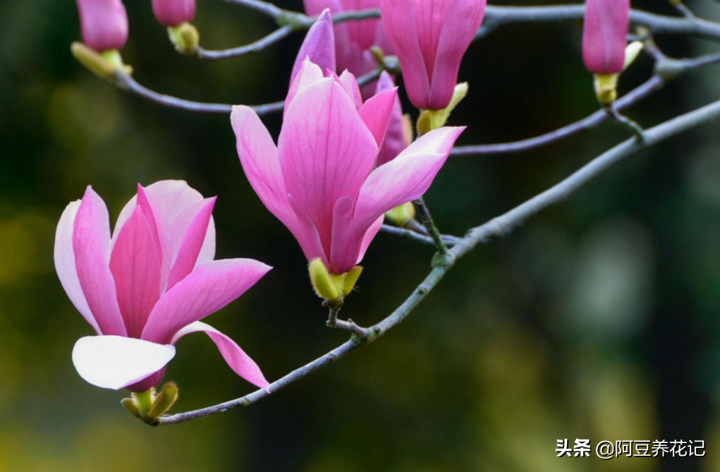 玉兰花,清新高雅,好种易活,还能帮助治疗鼻炎,值得一栽