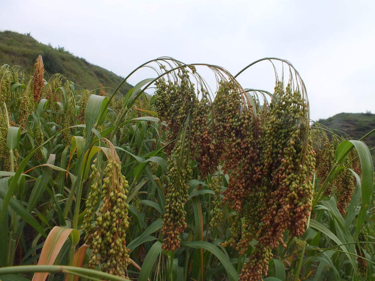 糜子和小米的区别(五谷杂粮糜子,黍子,薏米,高粱和谷子怎么区分?