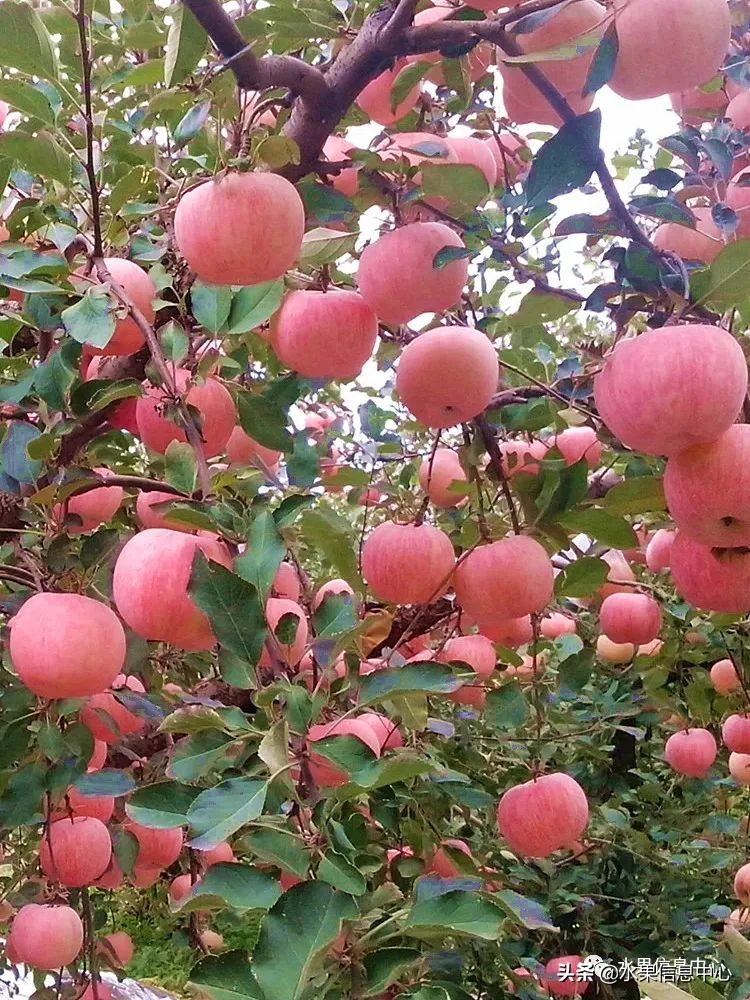 蘋果的產地,蘋果的產地主要在哪里