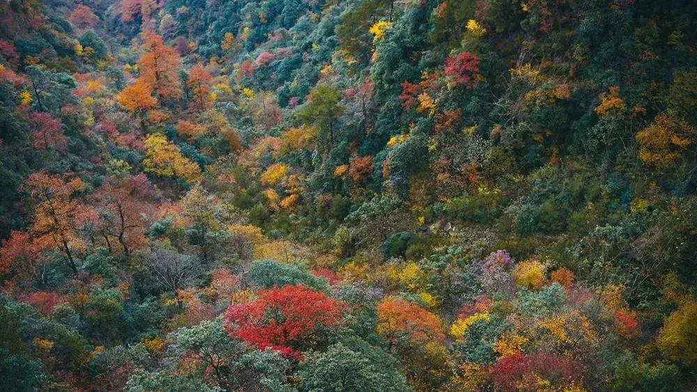 华东赏秋地图出炉，红枫银杏、芦苇水杉...已到最佳观赏期
