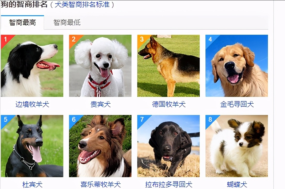 【世界上最聪明的5大狗狗】柴犬、金毛、边牧、德牧、博美。它们聪明又可爱！