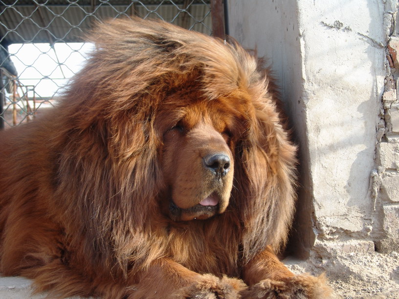 第1名:藏獒(英语:tibetan mastiff),又名西藏獒犬,属獒犬类,是一种