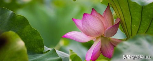 描写荷花诗词(38首)