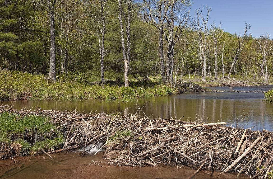 "基建狂魔"河狸,为什么经常被自己咬断的大树砸死?