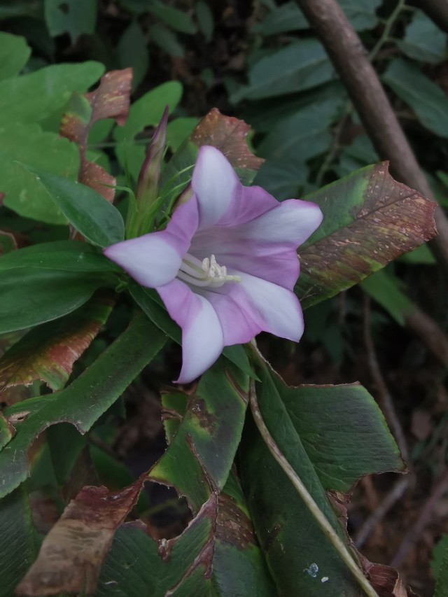 中草药双蝴蝶的功效与作用_双蝴蝶草图片大全有药 - 成语词句网