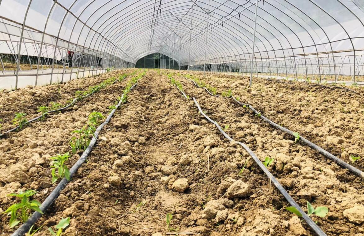 一种家庭种菜大棚,设计,安装简单,造价极低,适合各种蔬菜种植