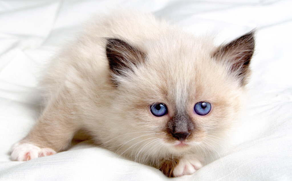猫怀孕几个月生产？猫多久生小猫？可以自己完成整个生育过程