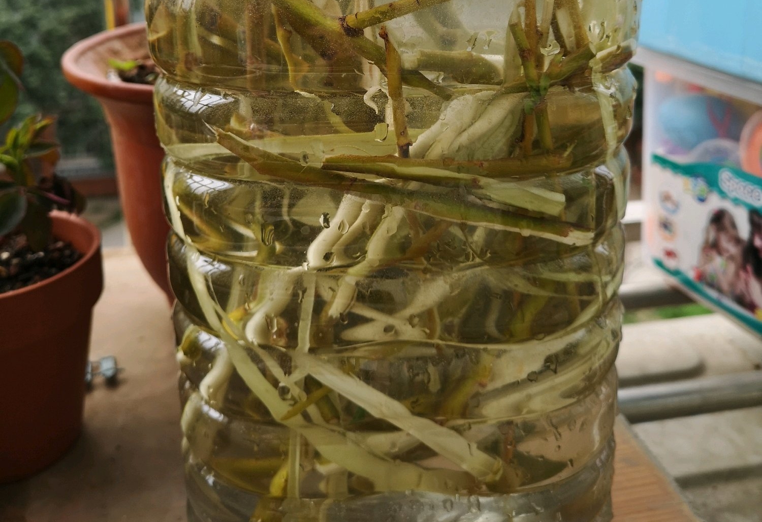 柳树枝条浸泡天然生根粉的过程柳枝浸泡做生根剂