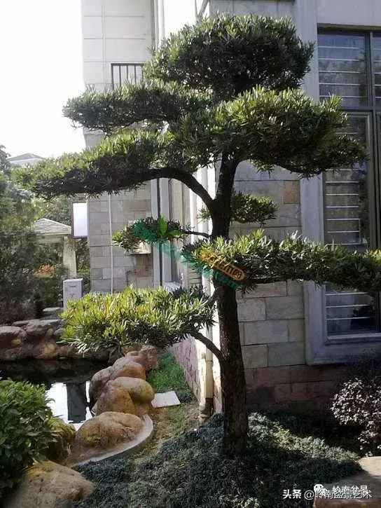 罗汉松——第一旺财风水树