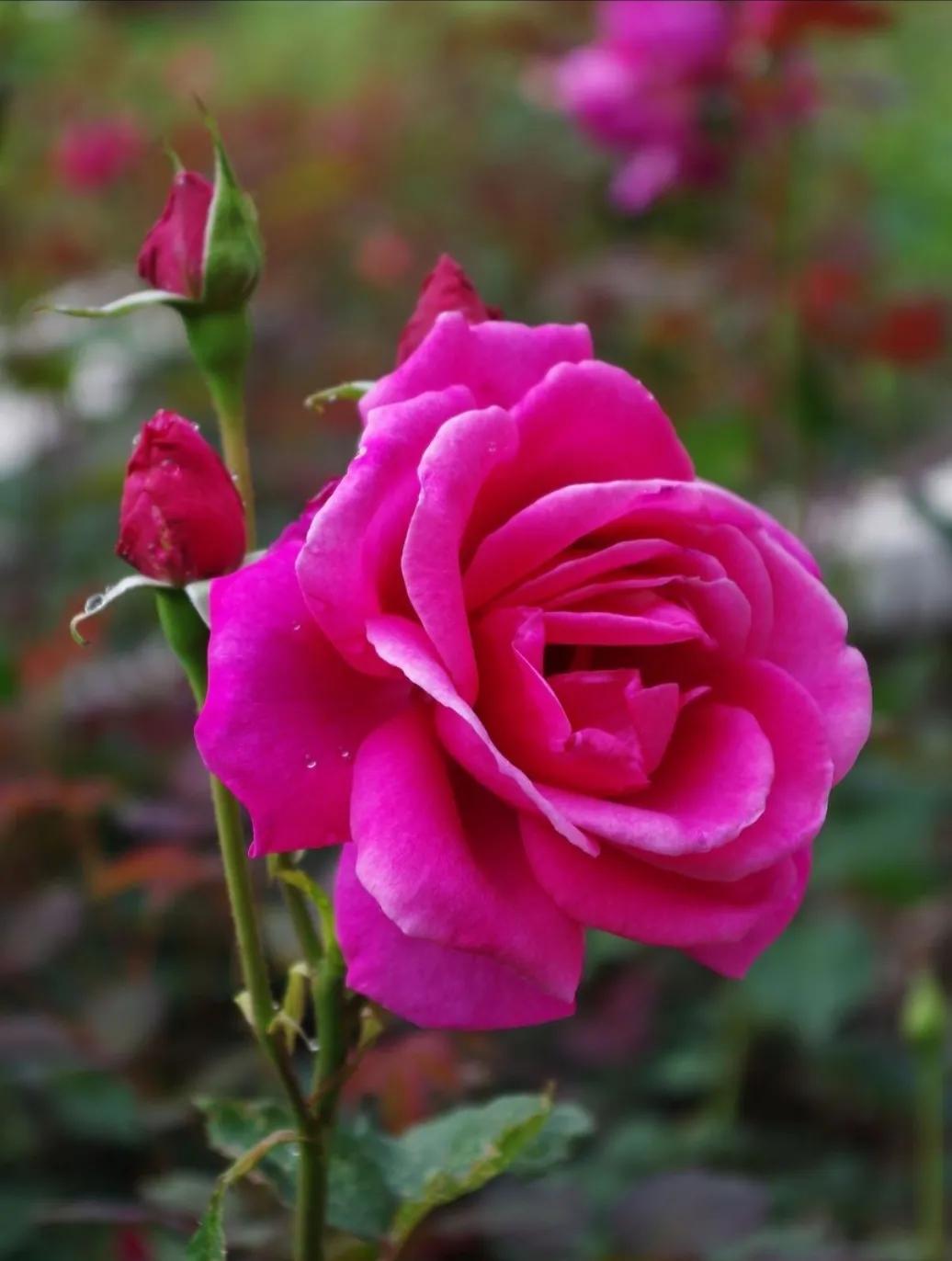 月季花的花语和寓意