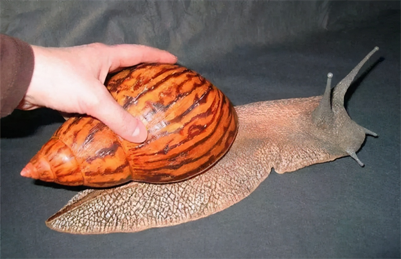 香港博士向蜗牛撒盐被捕,蜗牛为何一遇盐就化水?究竟该不该杀?