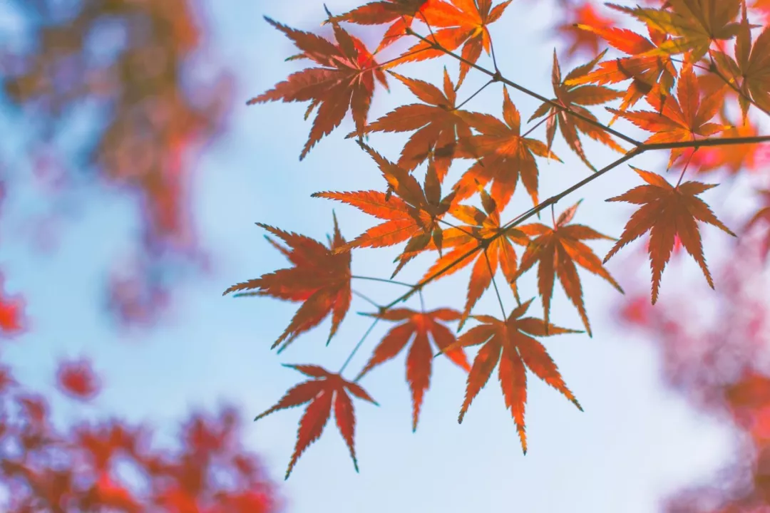 40句诗词，记录了秋天之美的那一瞬间