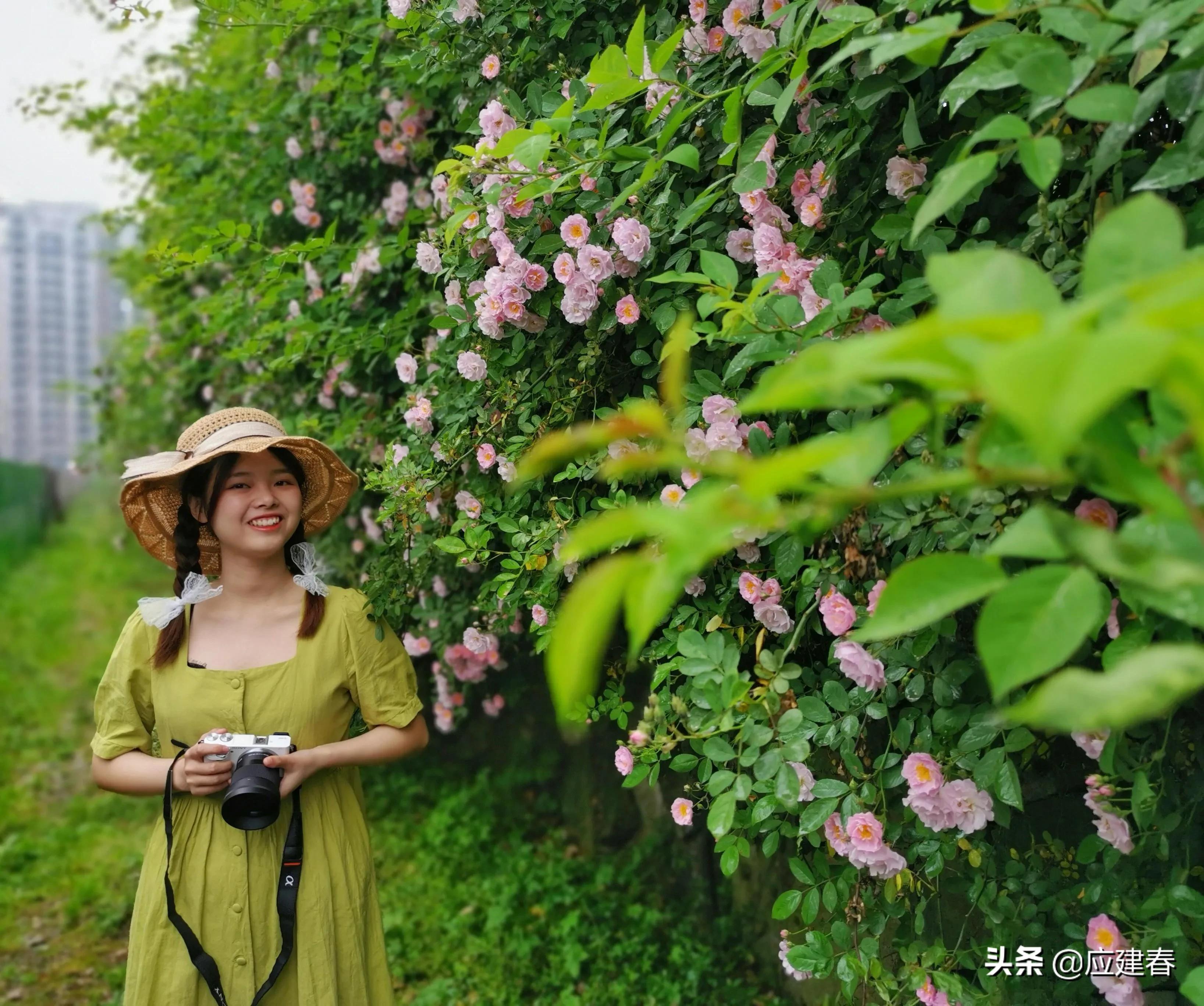 「散文」当蔷薇花遇细雨，江南四月小清新
