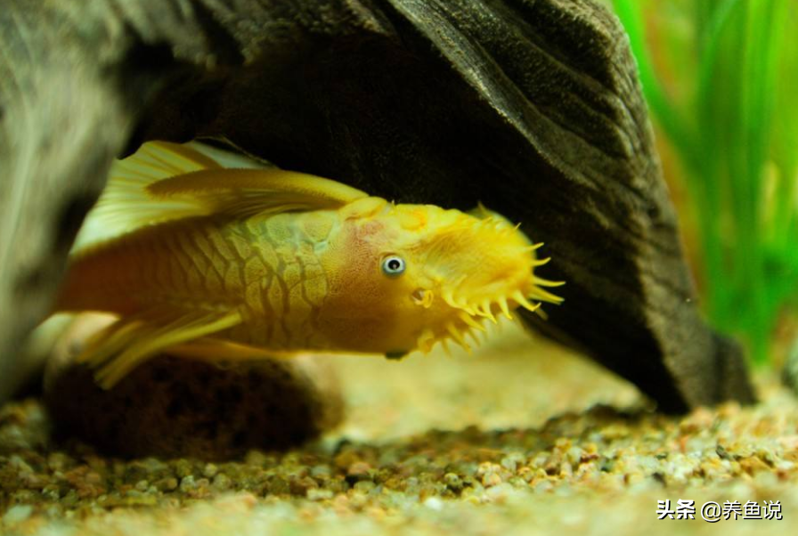 清道夫的危害性(一文详细清道夫鱼身上的秘密)