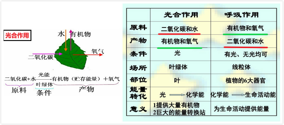 (1)光合作用①定义:指的是绿色植物(包括藻类)吸收光能,将二氧化碳 水