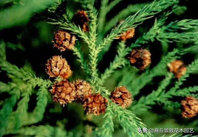 常绿乔木有哪些（70多种常用常绿乔木图例宝典）