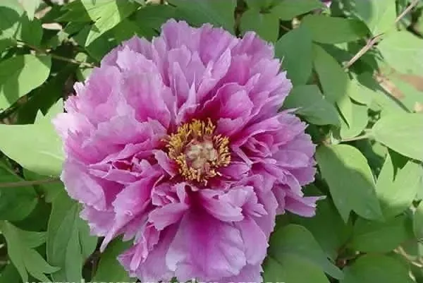 100种名贵牡丹鉴赏 绘画好素材（报花名）