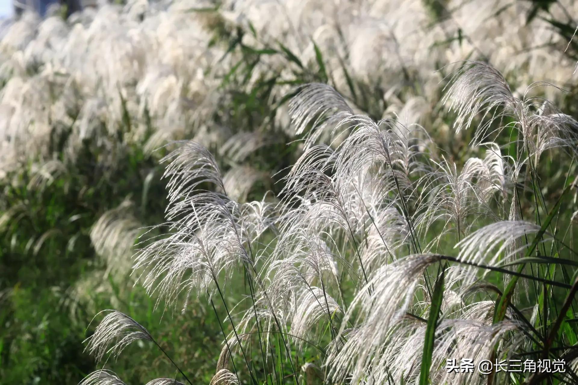 秋韵湖州，芦花飞扬：一场不容错过的诗意之旅