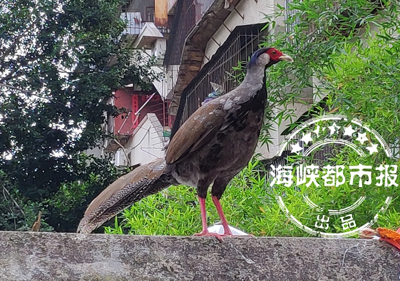 白鹇一家子落户福州乌山边，鸟类专家表示，乌山已有白鹇小群落