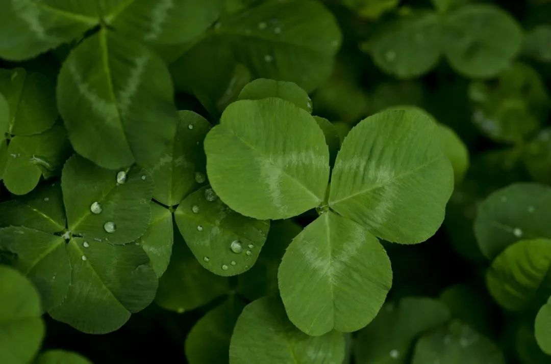 1996北爱尔兰乡村(有个绿色的国家,男人爱戴绿帽,禁止离婚,却是爱情的