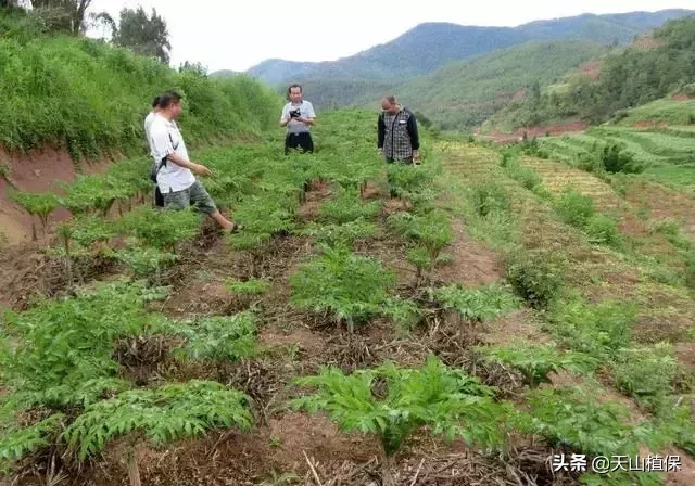 种植一种作物，一亩稳赚一万以上，风险高，今年种植你能接受吗