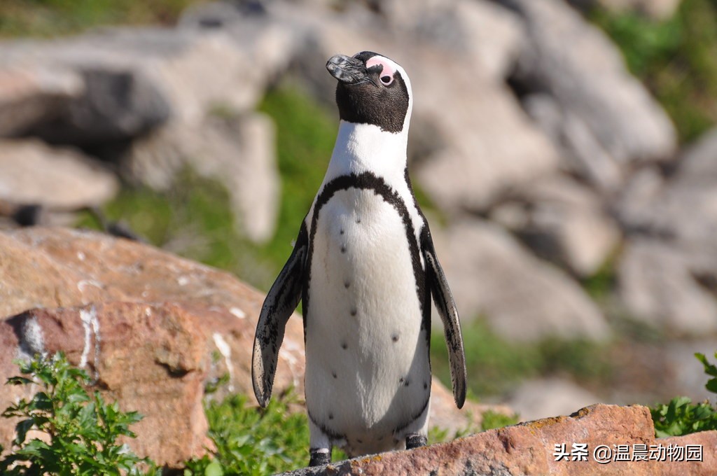 4.黑脚企鹅spheniscus demersus