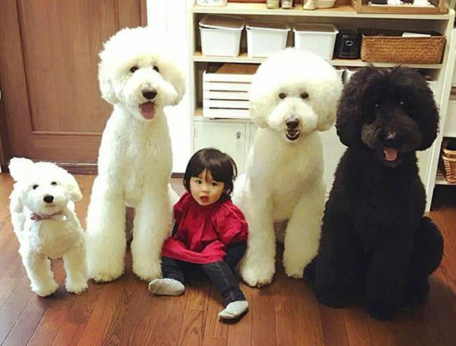 巨型贵宾犬,为什么少人养?是因为养不起吗?