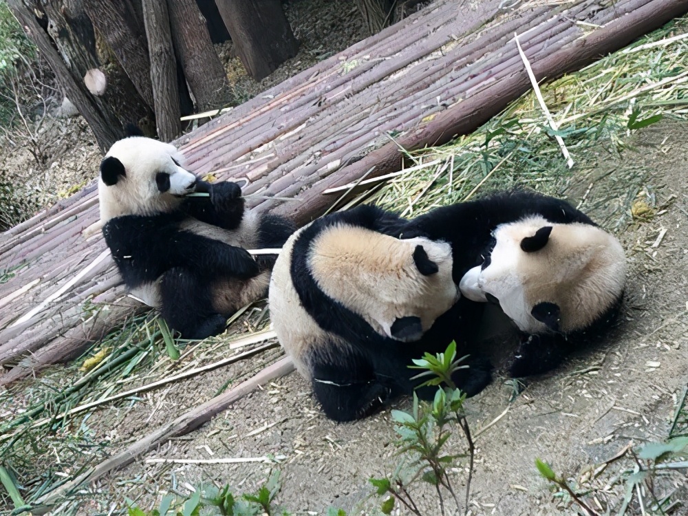 大熊猫的繁殖特点（大熊猫的繁殖有什么特点）-第6张图片-昕阳网