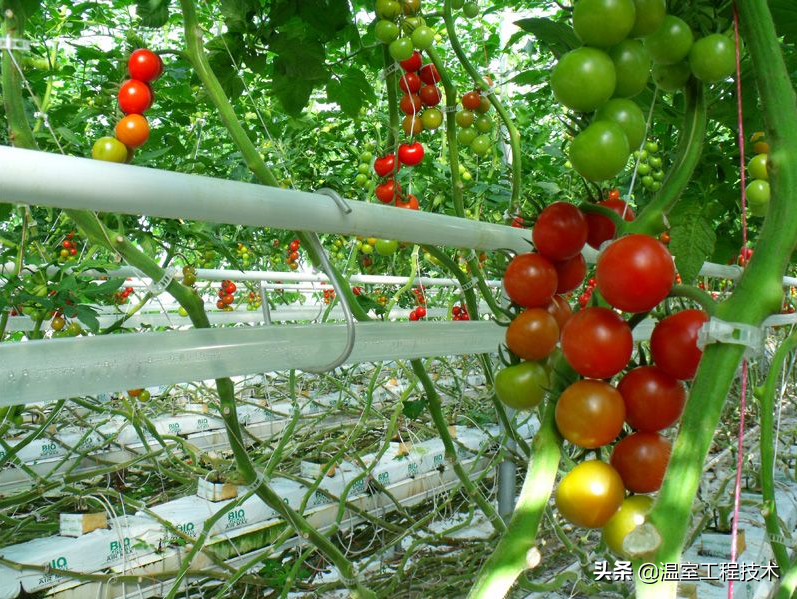 蔬菜大棚造价每亩,蔬菜大棚造价每亩多少钱