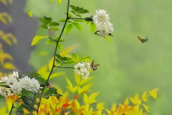 五月丨落花随春去，余香伴夏来