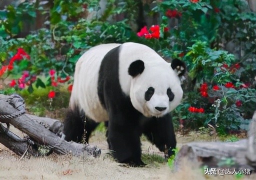 送给第一次来厦门的你，一篇不交智商税的超全良心攻略