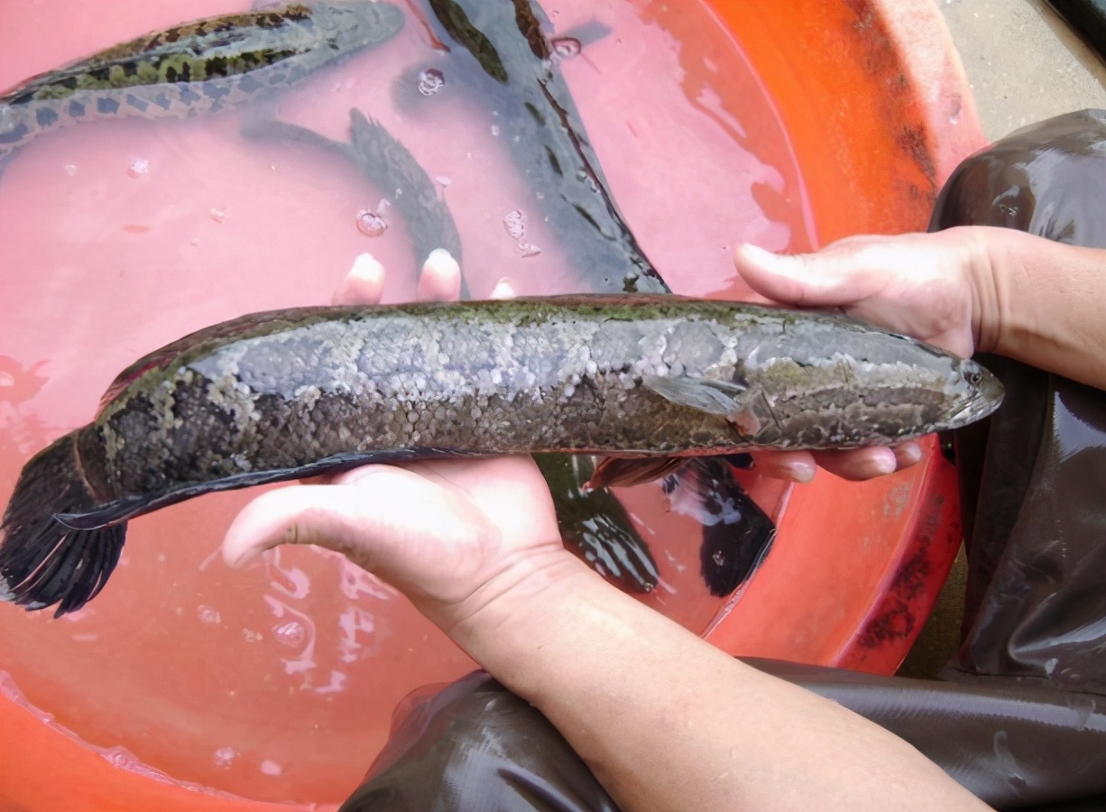 黑魚:池塘中談之色變的