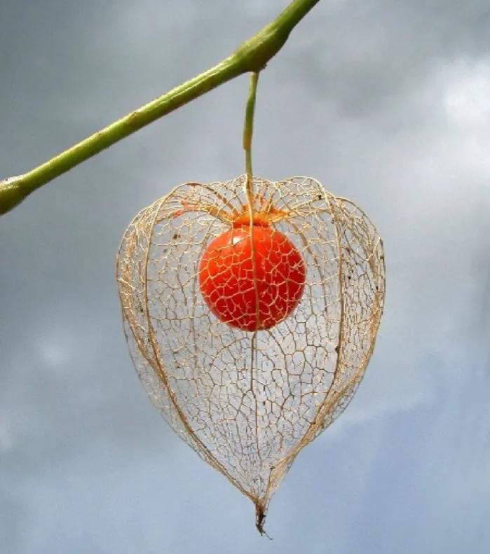 姑鸟功效与作用(姑鸟有什么作用) - 风集网