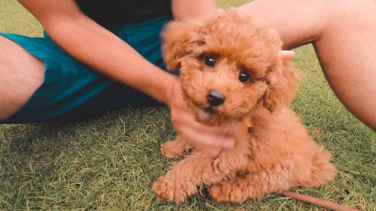 约克夏狗图片(第一次养狗，泰迪和约克夏两种小型犬，哪种比较容易养？)