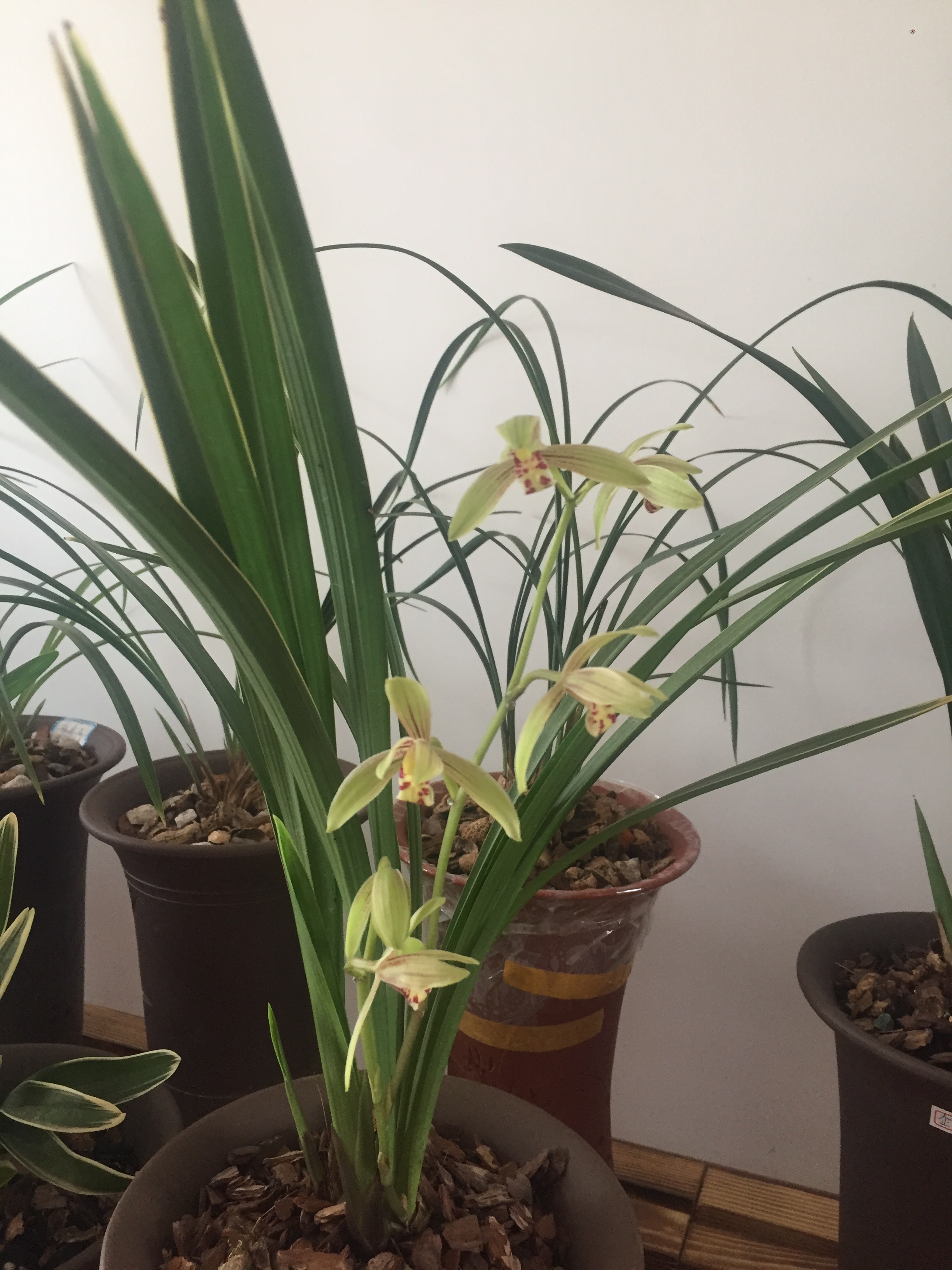 适合初学者的兰，保养简单，一年开几次花，香味溢出，便宜。