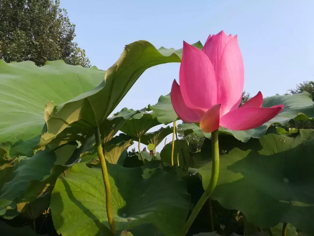 撷一缕浅夏时光，追梦远方