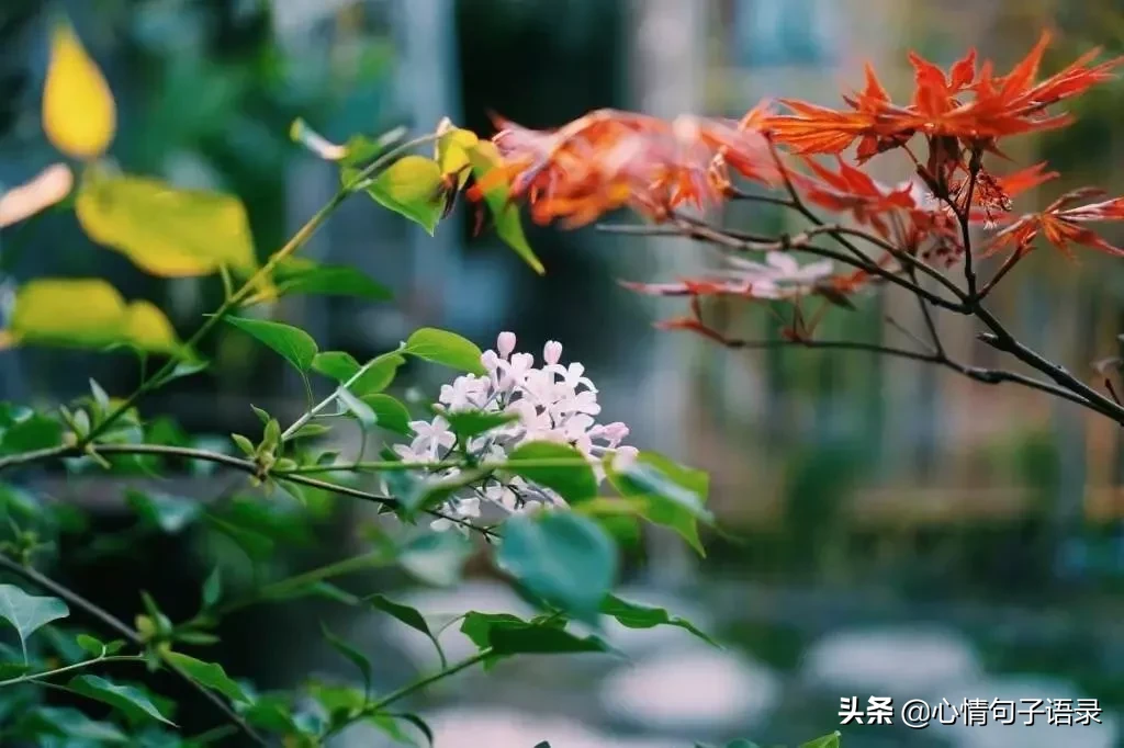 苍天不负人，苦尽甘自来