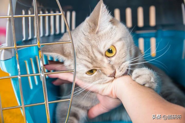 貓咪為啥會揍我？是我做錯了什么嗎？