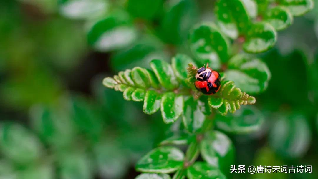 春天的节气图片（跟随节气见证春天的美丽）