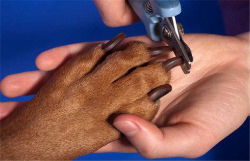 自己给狗狗剪指甲，这几点要注意，干净卫生最重要