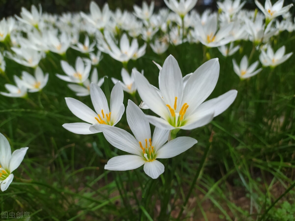 學點植物小知識