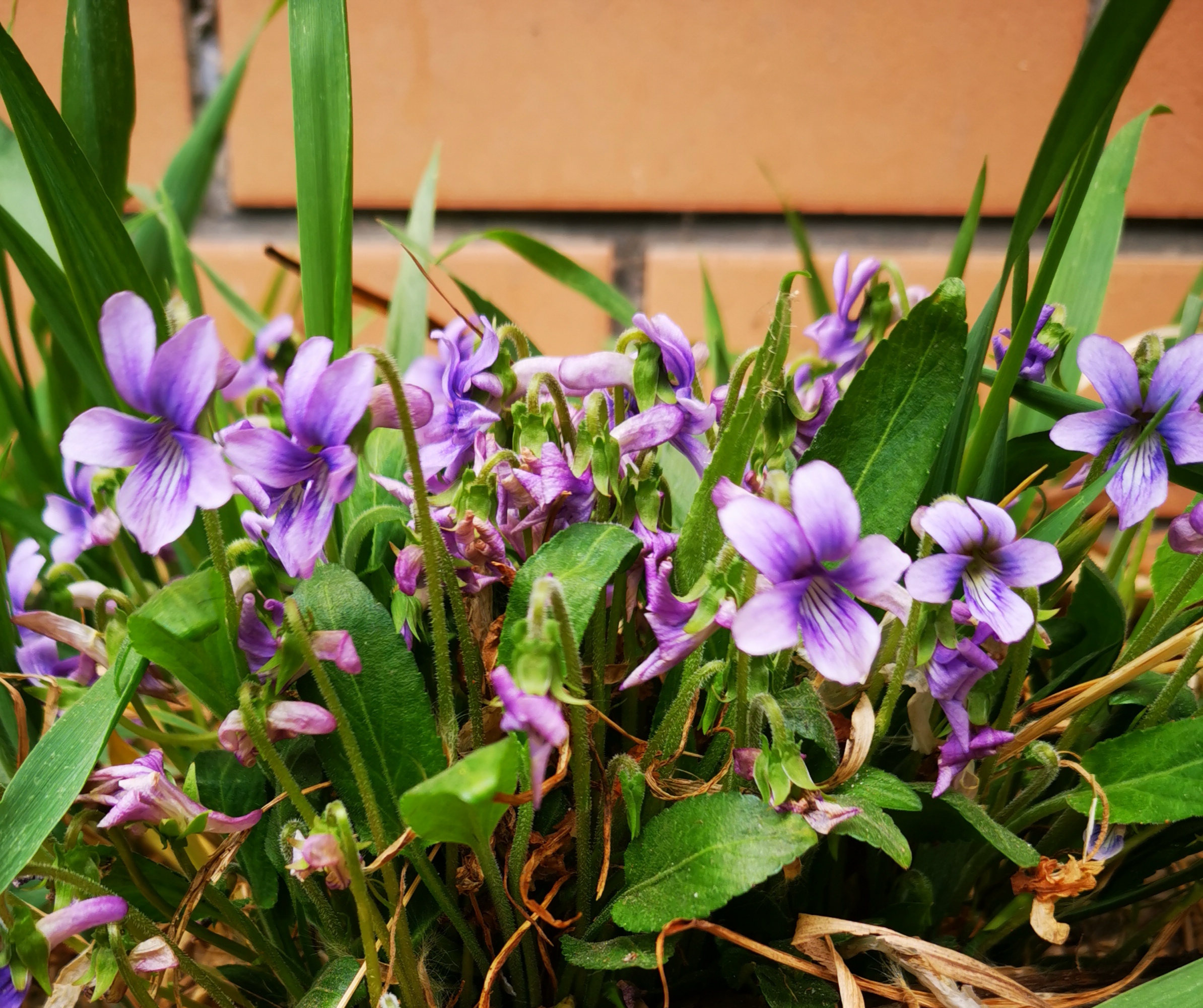紫花地丁 长白山中早春第二开花的植物 而且可食可药可观赏