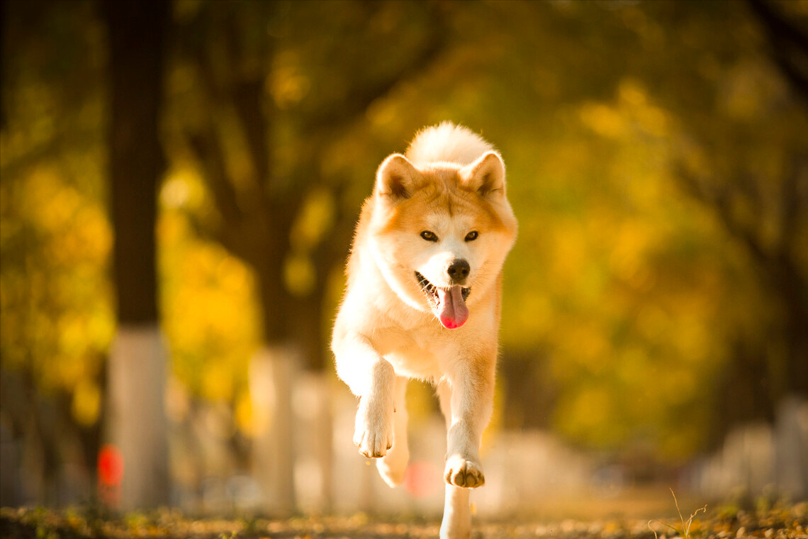 秋田犬为什么那么臭?