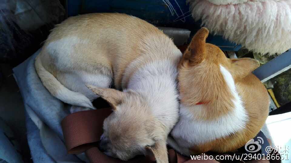 看到了几句给宠物的情话，突然被感动到了~
