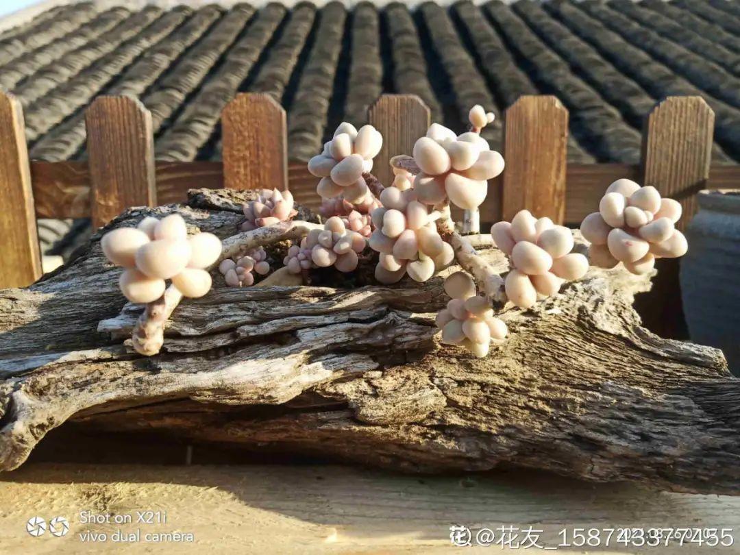 给多肉选花盆,才是最大的乐趣,不信你试试