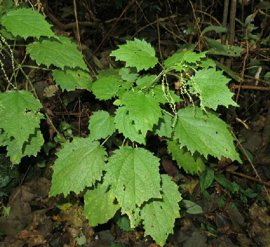 中药材麻叶荨麻