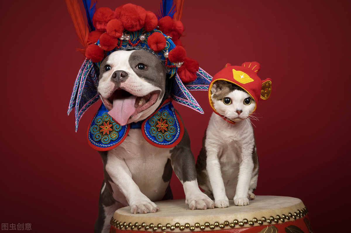 深度解析——外表凶悍却内心细腻,专属男人的犬"美国恶霸犬"