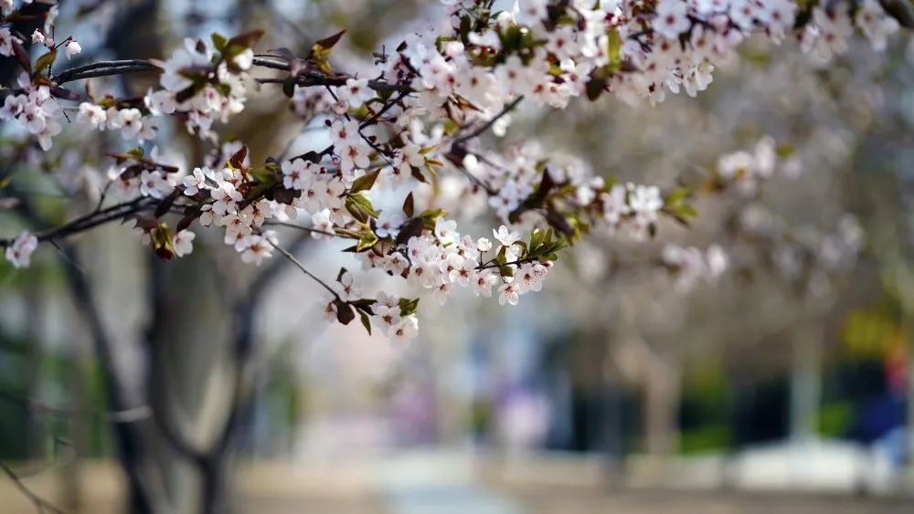 权威发布 | 大连海事大学2020年本科招生章程